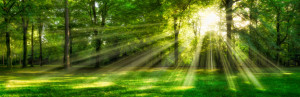 Motiv auf Glas-Schneidebrett - Grünes Waldpanorama Im Sonnenlicht o...