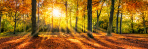 Wunschbild als Glas-Schneidebrett - Herbstlicher Buchenwald Im Sonn...