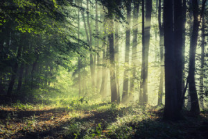 Wunschmotiv als Glas-Schneidebrett - Sonnenstrahlen Der Natur oder ...
