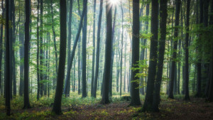 Bild auf Glas-Schneidebrett - Wald Im Morgenlicht oder mit Eigenem ...