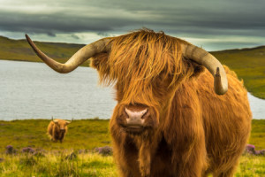 Wunschmotiv Glas-Schneidebrett - Hochlandrind In Schottland oder mi...