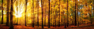 Bild Glas-Schneidebrett - Wald Panorama Mit Sonne Im Herbst oder mi...