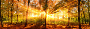 Glas-Schneidebrett - Herbstlandschaft Panorama Im Wald In Gold oder...
