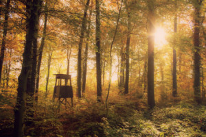 Wunschmotiv auf Glas-Schneidebrett - Jäger Stuhl Im Herbstwald oder...
