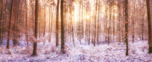 Wunschmotiv als Glas-Schneidebrett - Winterwald Panorama Bei Sonnen...