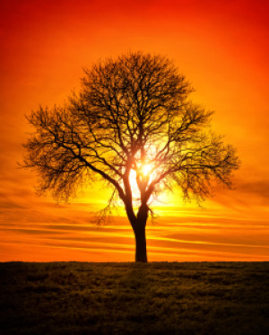 Foto Glas-Schneidebrett - Einsamer Baum Mit Leuchtender Sonne Im Hi...
