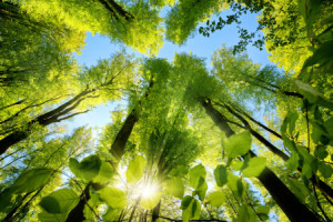 Glas-Schneidebrett - Grünes Blätterdach Im Wald Mit Sonne oder mit ...