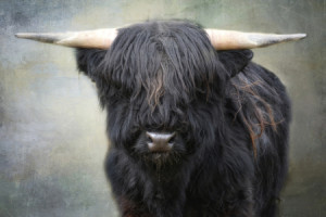 Fotos Glas-Schneidebrett - Little Black Torro oder mit Eigenem Foto