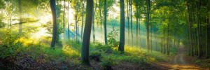 Bild auf Glas-Schneidebrett - Waldweg Im Licht - Panorama oder mit ...