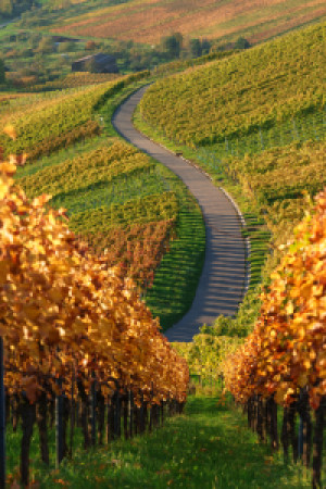 Wunschmotiv Glas-Schneidebrett - Weinberge In Der Region Stuttgart ...
