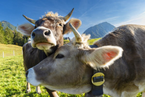Motiv auf Glas-Schneidebrett - Kuhliebe oder mit Eigenem Foto