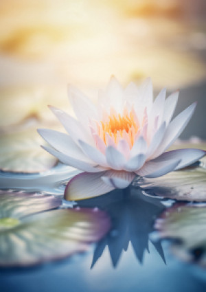 Foto auf Glas-Schneidebrett - Zauber Der Seerose Ki oder mit Eigene...