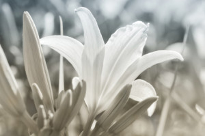 Motiv Glas-Schneidebrett - Lilie oder mit Eigenem Foto