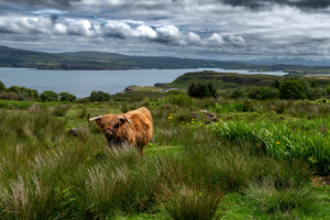 Glas-Schneidebrett - Hochlandrind Auf Der Isle Of Skye In Schottlan...