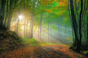 Wunschmotiv auf Grußkarte - Goldener Herbst oder mit Eigenem Foto