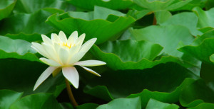 Bild Grußkarte - Seerose oder mit Eigenem Foto