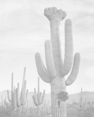 Motiv auf Grußkarte - Cactus In Saguaro National Monument 2 In Ariz...