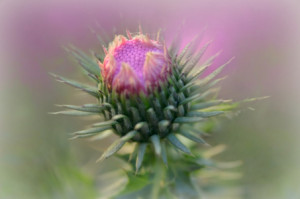 Foto auf Grußkarte - Distel oder mit Eigenem Foto