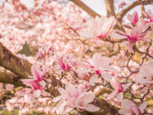 Grußkarte - Magnolien Blüten 7 oder mit Eigenem Foto