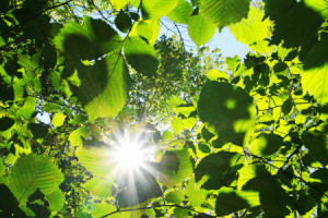 Foto auf Grußkarte - Blätterdach Und Sonne oder mit Eigenem Foto
