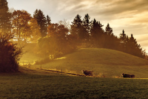 Wunschbild als Grußkarte - Morgenlicht oder mit Eigenem Foto