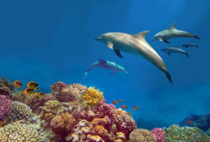 Foto auf Grußkarte - Dolphin House oder mit Eigenem Foto