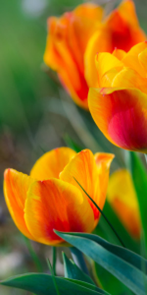 Bild Grußkarte - Frühling oder mit Eigenem Foto
