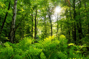 Wunschbild Grußkarte - Mitten Im Urwald oder mit Eigenem Foto