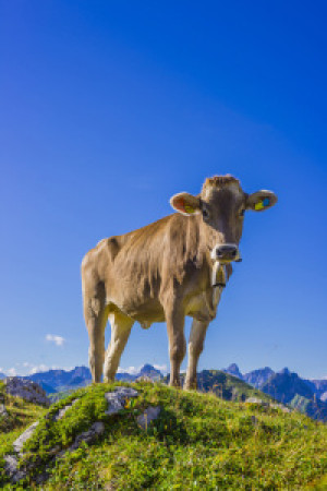 Grußkarte - Allgäuer Jungvieh oder mit Eigenem Foto