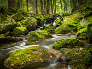 Wunschbild als Grußkarte - Wald In Bayern oder mit Eigenem Foto