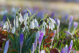 Motiv Grußkarte - Schneeglöckchen Und Krokus oder mit Eigenem Foto