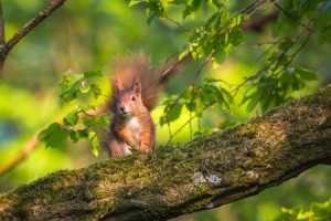 Fotos Grußkarte - Eichhörnchen oder mit Eigenem Foto