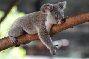 Bild Grußkarte - Koala oder mit Eigenem Foto