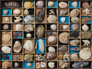 Wunschbild auf Grußkarte - Setzkasten Mit Muscheln Und Schnecken od...