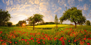 Wunschbild auf Grußkarte - Mohn In Obstbaumwiese Bei Sonnenuntergan...