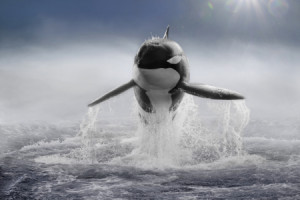 Grußkarte - Orca Im Nebel oder mit Eigenem Foto