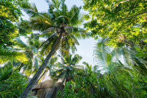 Wunschmotiv Grußkarte - Urwald Mit Palmen Auf Den Seychellen oder m...