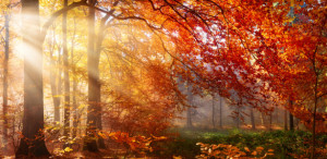 Foto Grußkarte - Herbst Im Wald Mit Lichtstrahlen Im Nebel oder mit...