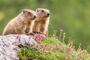 Bild Grußkarte - Zwei Murmeltiere oder mit Eigenem Foto