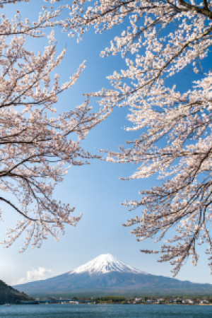 Motiv als Grußkarte - Berg Fuji Mit Kirschblüte oder mit Eigenem Fo...