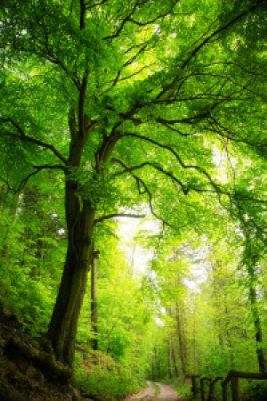 Wunschmotiv als Grußkarte - Majestätischer Baum Im Grünen Wald oder...