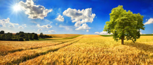Wunschbild als Grußkarte - Goldenes Weites Feld An Einem Schönen Ta...
