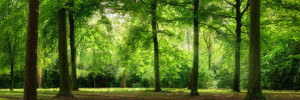 Grußkarte - Panorama Von Wald Im Verträumten Sanften Licht oder mit...
