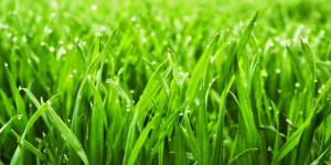 Wunschmotiv Grußkarte - Grashalme Im Morgentau oder mit Eigenem Foto