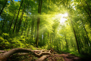 Wunschbild auf Grußkarte - Helle Sonnenstrahlen Im Wald oder mit Ei...