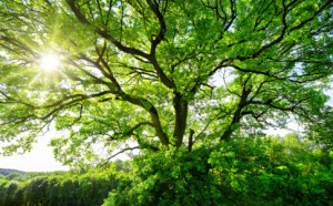 Motiv als Grußkarte - Sonne Scheint Durch Einen Majestätischen Baum...