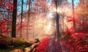 Bild auf Grußkarte - Stimmungsvoller Herbstwald In Verträumten Farb...