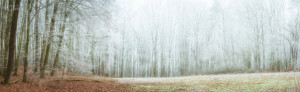 Wunschmotiv als Grußkarte - Frost Im Wald oder mit Eigenem Foto