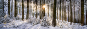 Motiv als Grußkarte - Verschneiter Wald Im Sonnenlicht oder mit Eig...