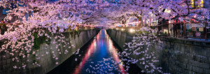 Foto Grußkarte - Nakameguro Kirschblütenfest In Tokyo oder mit Eige...